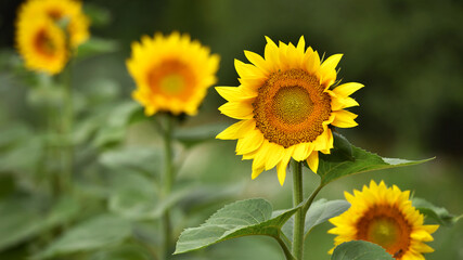 Obraz premium sunflower. Yellow sunflowers, good harvest, bright sunny flower. farming, vegetable garden, field, growing seeds for oil. health benefits, Sunflower oil improves skin health, promote cell regeneration