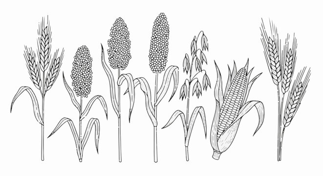 Line drawing of assorted grain stalks wheat, sorghum, oat, and corn