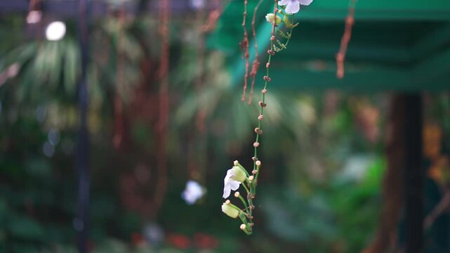 Close up of delicate tropical hanging flower on vine with soft bokeh background, shallow depth of field highlighting natural beauty and calm organic atmosphere in lush garden setting 4k