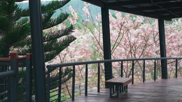 Wooden terrace with blooming cherry trees in spring park, Peaceful balcony deck with railing and pink sakura blossoms in garden landscape 4k