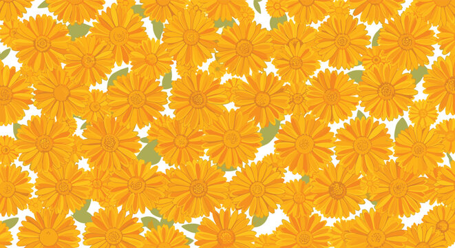 Vibrant and dense background filled with many orange calendula flowers and small green leaves over a white surface.
