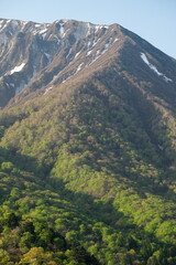 Obraz premium 鳥取県の春の新緑と伯耆大山