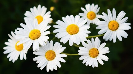 Fototapeta premium daisy. Daisy bouquet with morning dew, white petals and yellow centers against a soft green background. gardening catalogs, home-decor guides, designed for gardening and botanical catalogs.