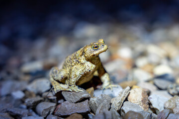 Obraz premium Closeup Toad Eye And Skin Texture, Sharp Focus On Parotoid Area And Pupil, Pebbled Substrate Blurred Behind, Warm Earthy Tones Emphasize Biological