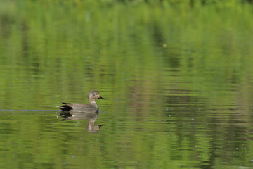 Fototapeta premium Wild Duck Swimming On Green Lake
