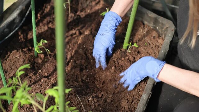 Close up view of woman planting tomato seedling near support stake in greenhouse soil. Sweden.