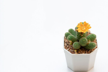 A Rebutia cactus in a white pot on a white background, featuring a single orange bloom placed at the lower right corner. © dao astar
