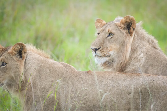 leones en kenia, masai mara, samburu y nakuru