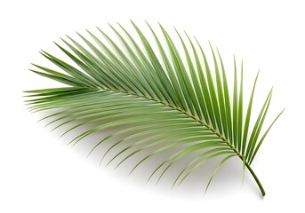 Fototapeta premium Fresh Green Coconut Palm Leaf Isolated on White Background