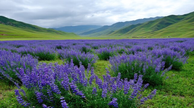 Vibrant Lavender Fields Under Cloudy Sky with Rolling Green Hills in Background