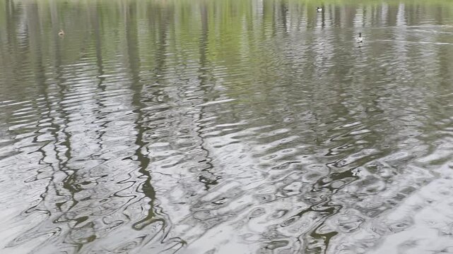 ptaki woda water birds