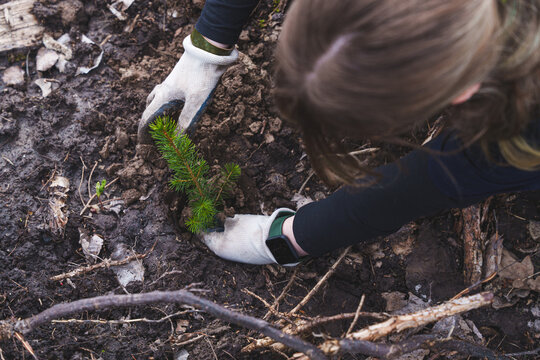 Person wearing gloves planting a young tree seedling into the soil during a reforestation project in a forest