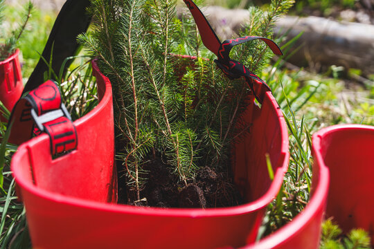 Young conifer tree seedlings with soil root balls prepared for planting in a red plastic forestry container, reforestation and sustainable nursery concept