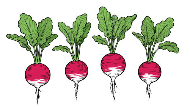 Row of four hand drawn radishes with vibrant green tops and red roots isolated on a white background for culinary or garden themes.
