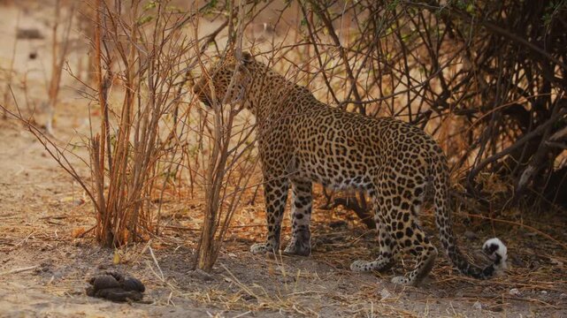 A wild leopard with a spotted coat walks cautiously through dry bushes before settling into a crouched position on the sandy ground of the african savanna during the golden hour of the afternoon