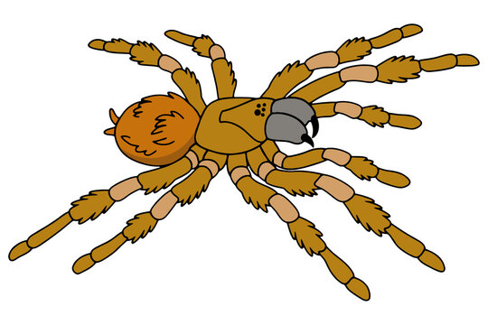 Brown Hairy Tarantula Spider in Flat Design Clipart Isolated on a Transparent Background