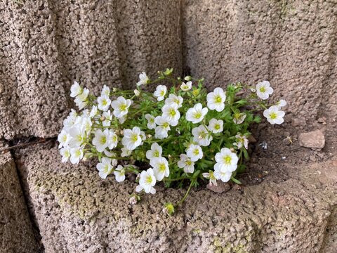 Steinbrech / Blumen im Pflanzstein