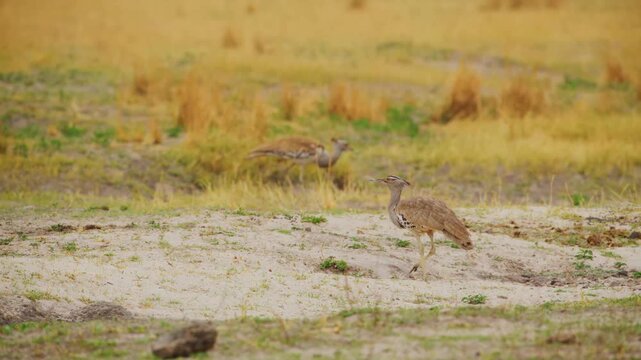 A large kori bustard walks through tall yellow grass on the african plains during the daytime while its speckled feathers and long neck are prominent against a soft and hazy natural background