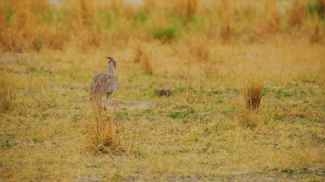 A large kori bustard walks through tall yellow grass on the african plains during the daytime while its speckled feathers and long neck are prominent against a soft and hazy natural background