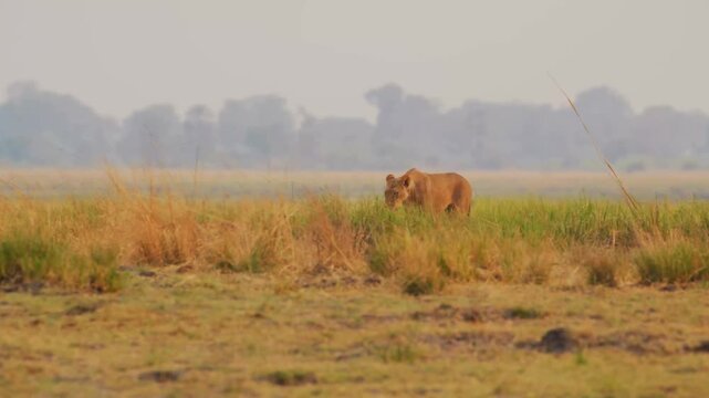 A lone female lion moves through high green and golden grass on the african plains as she stalks prey during the daylight hours in a natural wild habitat under a hazy horizon and soft sky