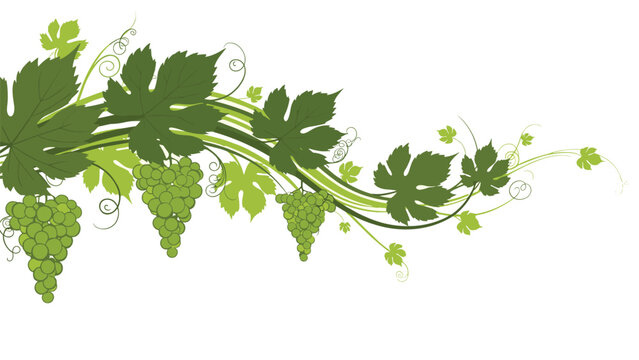 Elegant decorative border of a grapevine with lush green leaves, curly tendrils, and several hanging bunches of green grapes on white.
