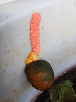 Aquatic Egg and Snail Specimen: A close-up view reveals a cluster of vibrant eggs, delicately attached to the unique snail. This snapshot offers a glimpse into nature's marvel.