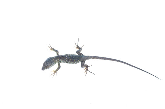 Juvenile of the Ocellated lizard in straight posture in top-down on white background