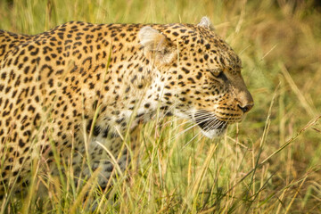 Obraz premium leopardo en masai mara, samburu, nakuru Kenia Afria