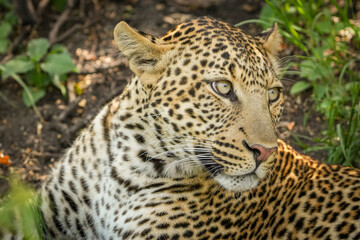 leopardo en masai mara, samburu, nakuru Kenia Afria © Nómadas Ocasionales