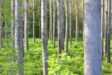 Obraz premium trees in the forest