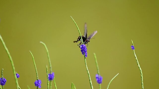 Common rose butterfly with red spots flying from one purple flower to another while feeding on nectar, soft green bokeh background, peaceful nature scene in slow motion