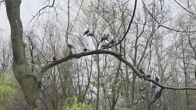 ptaki na drzewie w parku
birds on a tree in the park