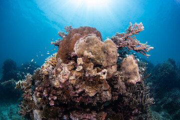 beautiful coral reefs upclose along the waters of Laguindingan © Dindo Bibera Nueza 