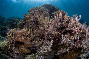 coral reef, gorgonian coral formations with sun rays behind, philippines © Dindo Bibera Nueza 