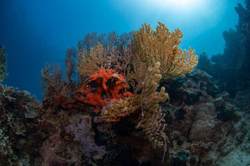coral reef, gorgonian coral formations with sun rays behind, philippines © Dindo Bibera Nueza 