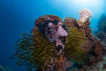 Coral reefs of Moog, Laguindingan © Dindo Bibera Nueza 