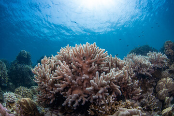 Coral reefs of Moog, Laguindingan © Dindo Bibera Nueza 