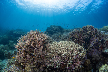 Coral reefs of Moog, Laguindingan © Dindo Bibera Nueza 