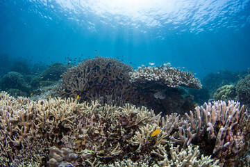 Coral reefs of Moog, Laguindingan © Dindo Bibera Nueza 