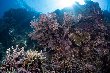 coral reef, gorgonian coral formations with sun rays behind, philippines © Dindo Bibera Nueza 
