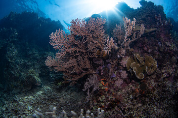 coral reef, gorgonian coral formations with sun rays behind, philippines © Dindo Bibera Nueza 