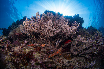 coral reef, gorgonian coral formations with sun rays behind, philippines © Dindo Bibera Nueza 