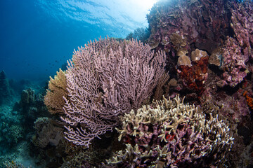 coral reef, gorgonian coral formations with sun rays behind, philippines © Dindo Bibera Nueza 
