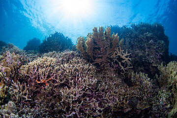Coral reefs of Moog, Laguindingan © Dindo Bibera Nueza 
