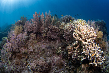Coral reefs of Moog, Laguindingan © Dindo Bibera Nueza 