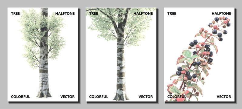 Vector illustrations of Columbia tree species for botanical poster or educational banner