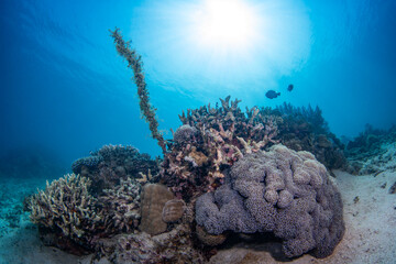 Coral reefs of Moog, Laguindingan © Dindo Bibera Nueza 