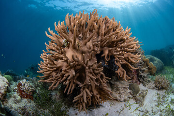 Coral reefs of Moog, Laguindingan © Dindo Bibera Nueza 