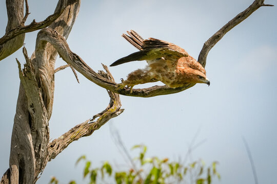 &Aacute;guila rapaz en mas&aacute;i mara Kenia Africa