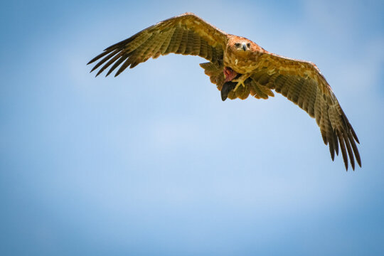 &Aacute;guila rapaz en mas&aacute;i mara Kenia Africa